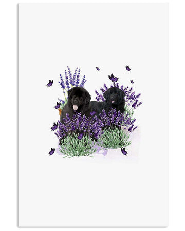 Newfoundland with lavender flower poster