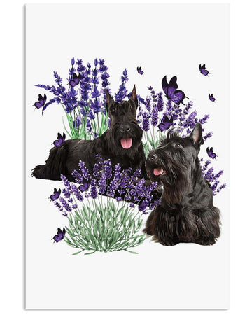 Scottish Terrier and lavender flower poster