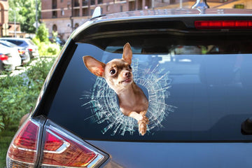 Chihuahua broken glass chihuahua lover  decal